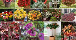 Cum să îți transformi balconul în paradisul primăverii: Plantele rezistente și colorate care nu necesită mult efort