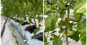 Cu cât umflă gerul costurile legumicultorilor. „Arde focul non-stop”. Roșiile din solariile românești, pe piață de luna viitoare