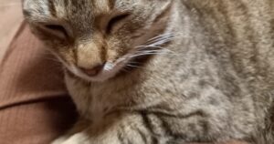 Ce vârstă are cu adevărat pisica ta. Cum se calculează primul an pisicesc în ani umani