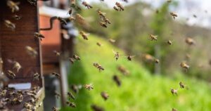 Victorie pentru albine: Justiția interzice folosirea pesticidelor controversate în agricultură