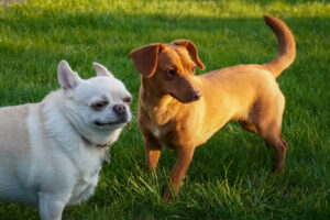 Constipația la câini. Semne, cauze și remedii naturale eficiente