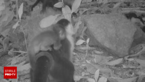 Descoperirea uimitoare a unor cercetători într-o junglă din Panama. „Așa ceva nu s-a mai văzut până acum”