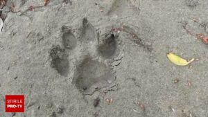 Urmele observate de un vânător din Giurgiu, care a semnalat prezența panterei din Bulgaria. Animalul, căutat de autorități