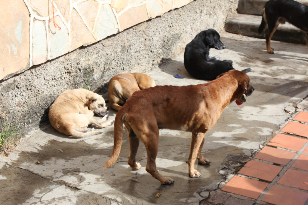Dincolo de mitul hingherului. Ce înseamnă cu adevărat sterilizarea câinilor fără stăpân /video
