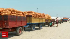 Abandonați de stat și sufocați de importuri, fermierii români lasă cartofii noi în câmp. „Nu avem cui să-i dăm nici degeaba”