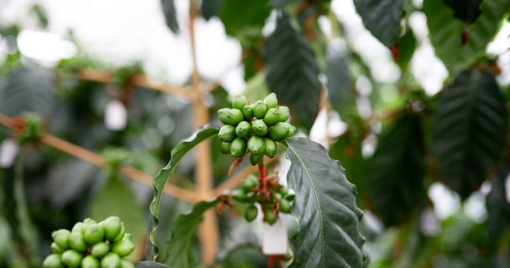 Cafeaua dezvoltată în Franța, cultivată în Mexic și băută în România