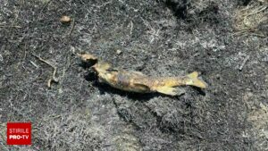 Peștele care a lăsat în beznă un orășel întreg. Legătura uimitoare cu pana de curent produsă