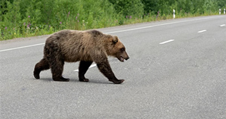 Motociclist străin, mușcat de urs pe Transfăgărășan în timp ce era oprit în coloană