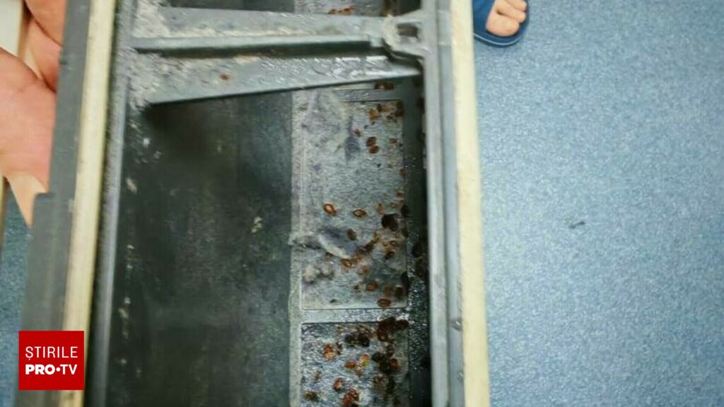 Sediile Poliției Capitalei sunt invadate de ploșnițe. Peste 10 agenți au ajuns la UPU din cauza mușcăturilor