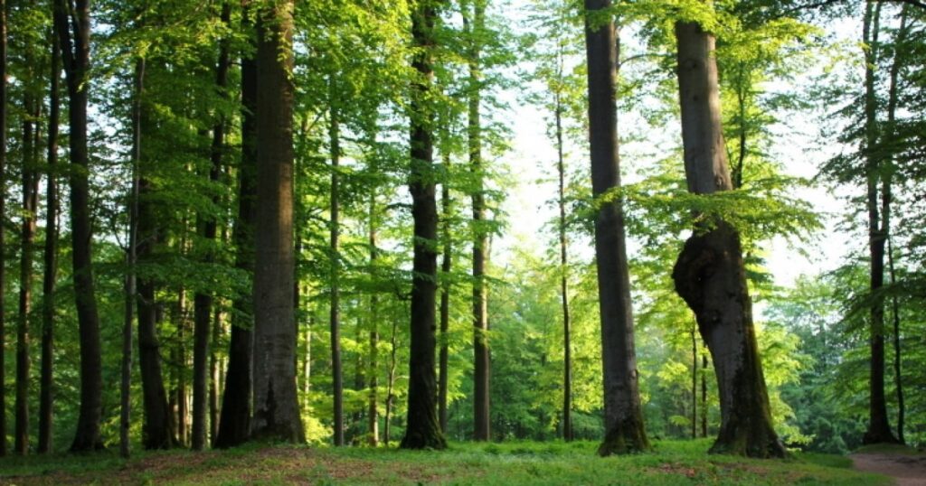 Ikea, acuzată că ar folosi lemn din pădurile seculare ale României: Respectăm legislația și standardele FSC