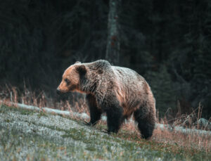 Bărbat atacat de urs în timp ce lucra pe câmp