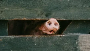Atenție: Mistreț, surprins lângă Mall Băneasa din București! / video