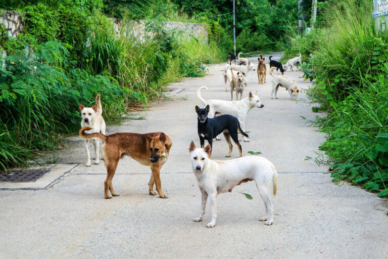 Atacul unei haite de câini, principala ipoteză în cazul morții unei femei din Vaslui