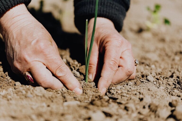 Agricultura României, un colos cu picioare de lut: În topul suprafețelor agricole din UE, dar pierdem miliarde de euro în lanțul alimentar