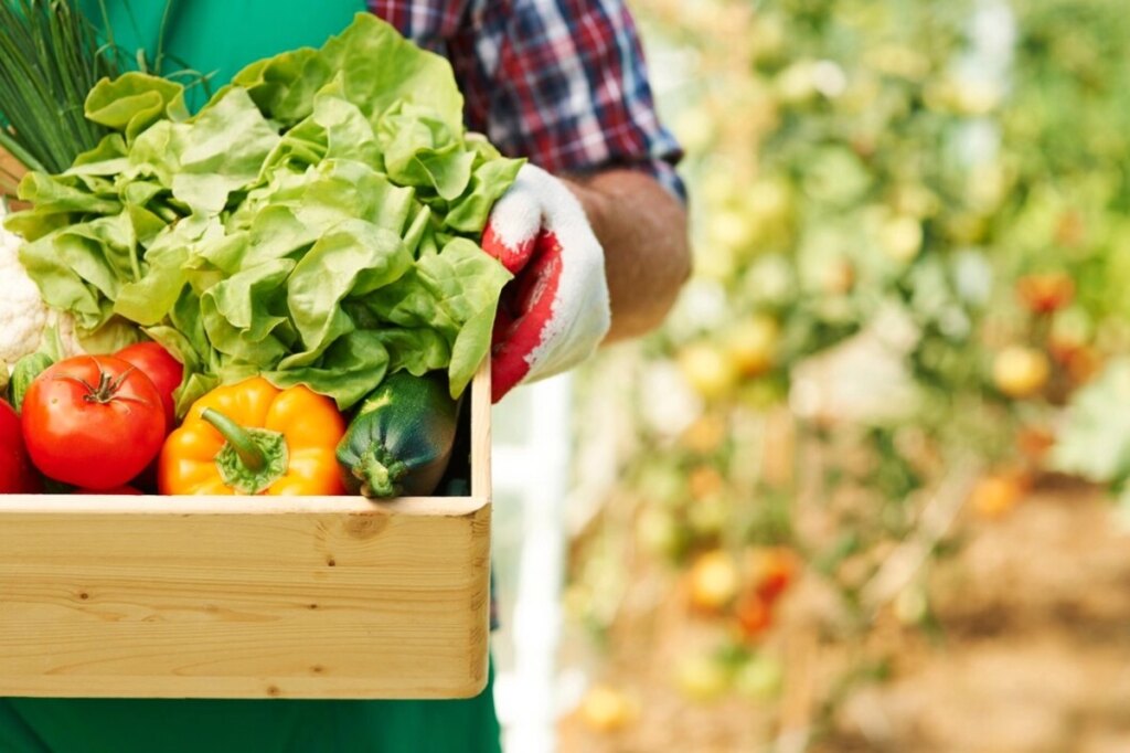 Record de finanțare pentru legumele românești. Ministrul Agriculturii: ‘Cel mai important program din legumicultură’