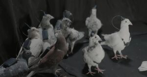 Rușii testează „porumbei-spioni” controlați prin cipuri cerebrale. Biodronele lui Putin ridică întrebări sumbre despre etică și militarizare