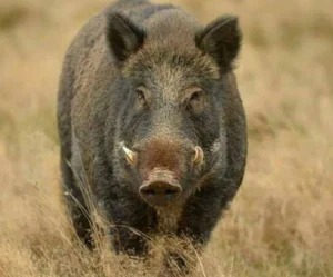 Caz de trichineloză depistat la un porc mistreţ pe fond de vânătoare