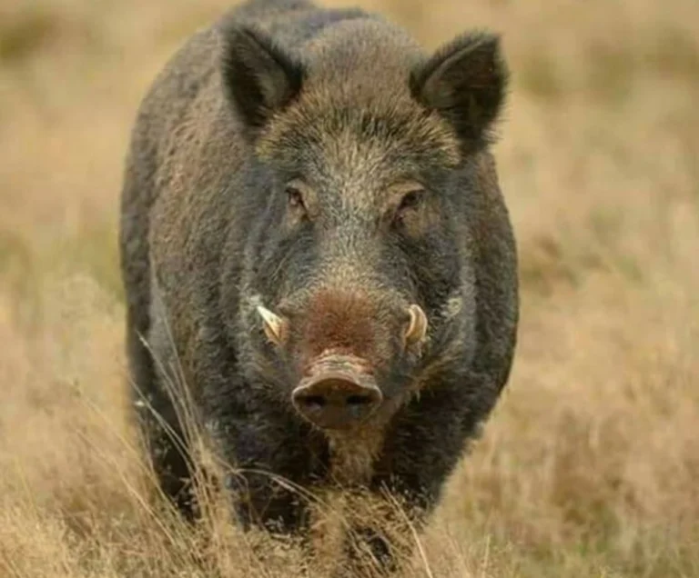 Caz de trichineloză depistat la un porc mistreţ pe fond de vânătoare