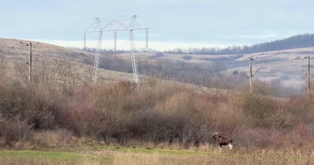 Un animal misterios dispărut din România, surprins în pădurile județului Hunedoara. Ce spun specialiștii despre descoperirea neașteptată