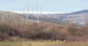 Un animal misterios dispărut din România, surprins în pădurile județului Hunedoara. Ce spun specialiștii despre descoperirea neașteptată