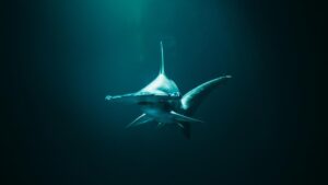 Oamenii de știință au descoperit rechini care trăiesc în interiorul unui vulcan subacvatic activ