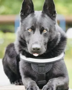 Șuier, câinele-emblemă al MAI, a murit. Poliția Română: ‘A fost mai mult decât un coleg’