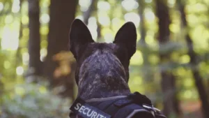 Şuier, unul dintre cei mai cunoscuți câini polițiști din România, a murit