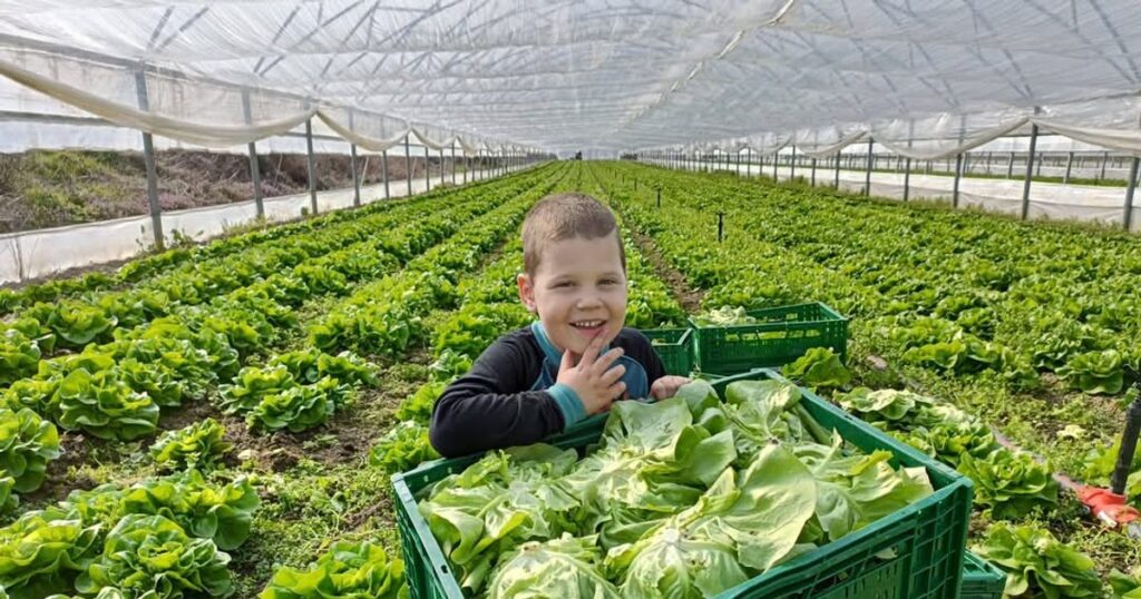 Fermierii au o idee simplă care poate salva hrana românească: „Clientul poate cu un singur click să vadă de unde este roșia”