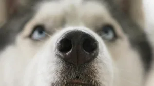 Câinii din rasa Husky Siberian, trăsături surprinzătoare care îi fac cu adevărat speciali / video