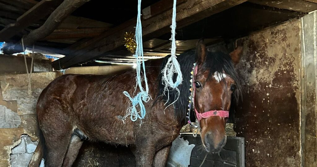 Individul care și-a incendiat calul acum cinci ani a comis noi atrocități. Și-a spânzurat câinele și a bătut un alt animal: „Șocant și inacceptabil”