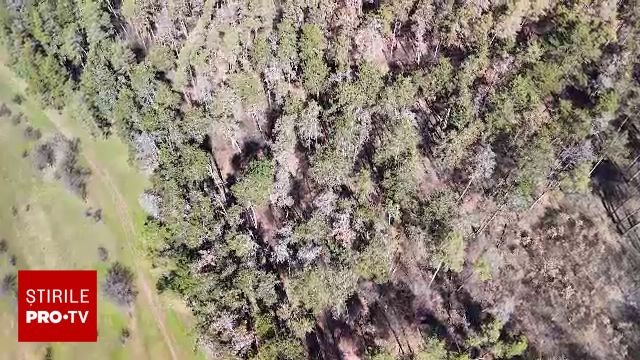 Pădurile afectate de incendii și vijelii s-ar putea dubla în viitor. Cel mai pesimist scenariu pentru România