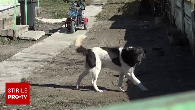 Doi ciobani din Vaslui, arestați după ce au omorât un câine. Localnicii, revoltați: „Sunt câini mai mulți decât oameni”