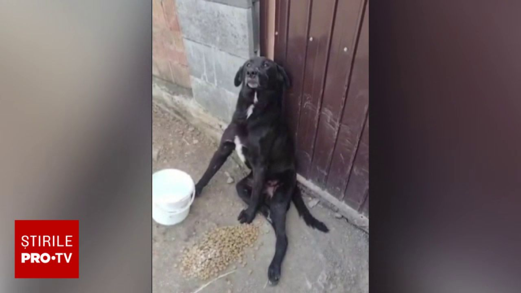 O femeie din Alba a salvat un câine bătut cu bestialitate, ascuns în grădina ei. Poliția a deschis un dosar penal
