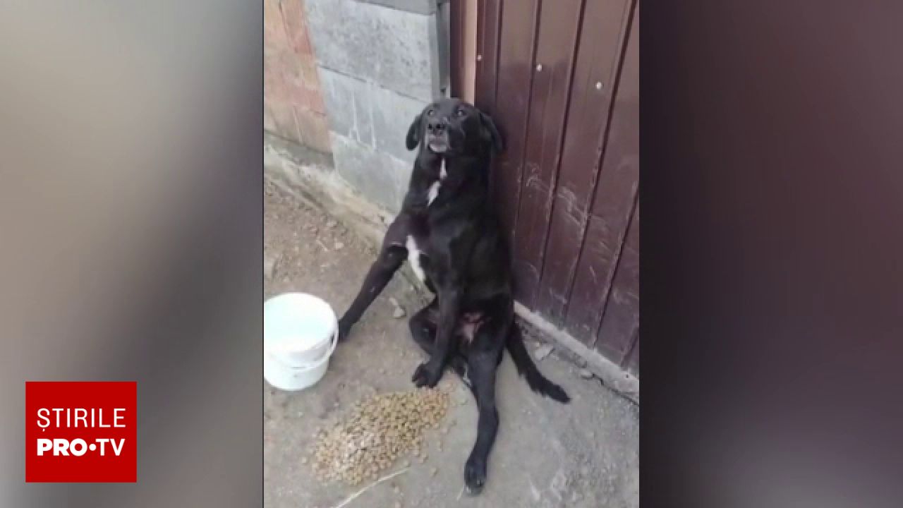 O femeie din Alba a salvat un câine bătut cu bestialitate, ascuns în grădina ei. Poliția a deschis un dosar penal