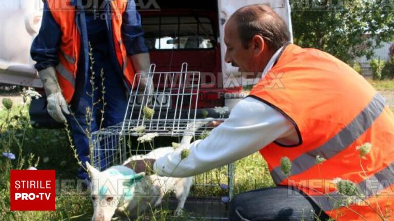 ”Este un semn de civilizaţie”. MAI spune că în 2025 s-au deschis peste 2.200 dosare penale pentru fapte împotriva animalelor