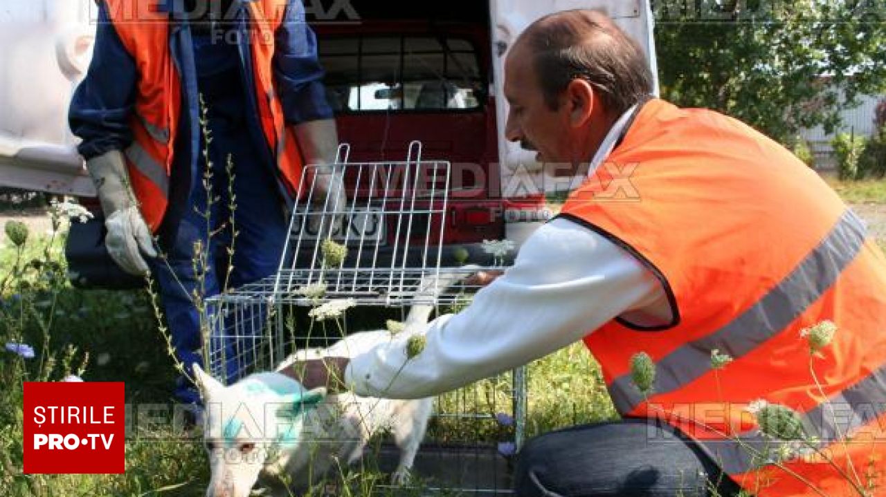 ”Este un semn de civilizaţie”. MAI spune că în 2025 s-au deschis peste 2.200 dosare penale pentru fapte împotriva animalelor
