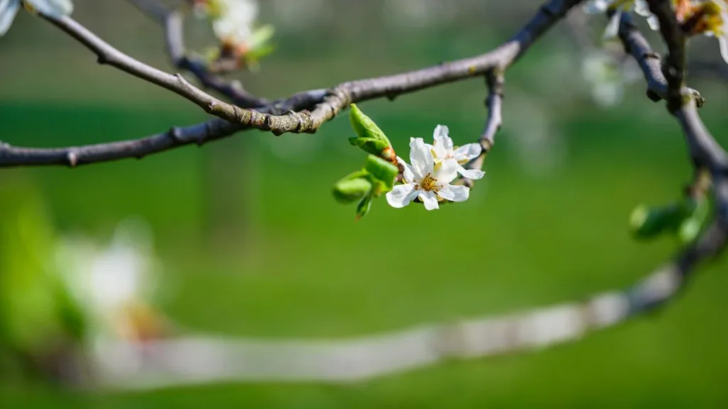 Vremea se schimbă din ziua de Florii. Devine brusc frumoasă și caldă. Temperaturi până la 21 de grade