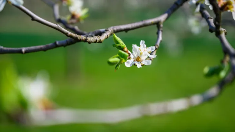 Vremea se schimbă din ziua de Florii. Devine brusc frumoasă și caldă. Temperaturi până la 21 de grade