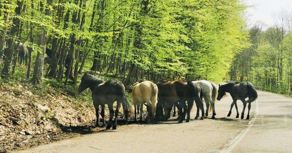 România, cutreierată de mii de cai sălbăticiți. Locurile unde pot fi întâlnite hergheliile libere