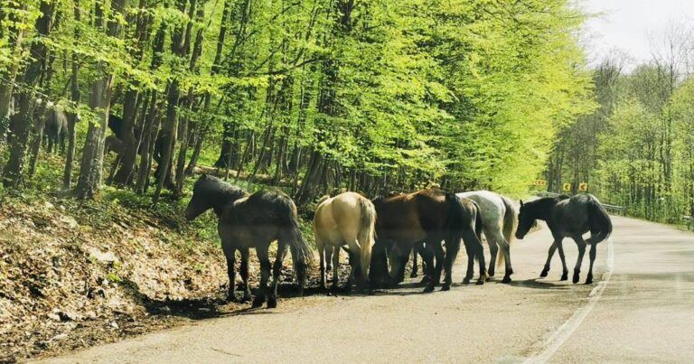 România, cutreierată de mii de cai sălbăticiți. Locurile unde pot fi întâlnite hergheliile libere