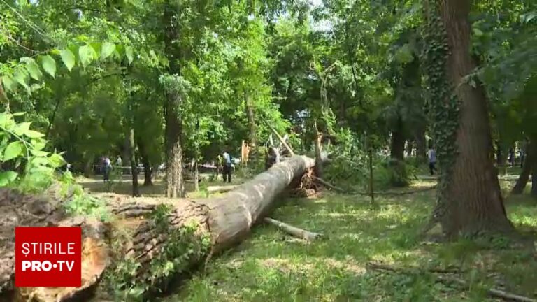 Tăierea ilegală a arborilor din spații verzi de peste 1 hectar ar putea devini infracțiune. Ce riscă românii