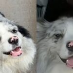 Un câine celebru pe TikTok a fost gătit într-un restaurant din China, după ce a fost răpit