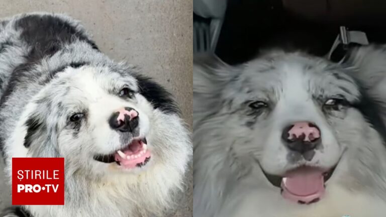Un câine celebru pe TikTok a fost gătit într-un restaurant din China, după ce a fost răpit