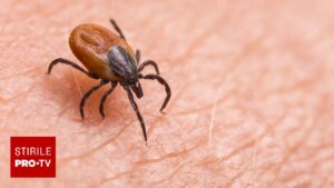 O simplă mușcătură de căpușă poate declanșa o alergie puțin cunoscută. Cum poate pune viața în pericol