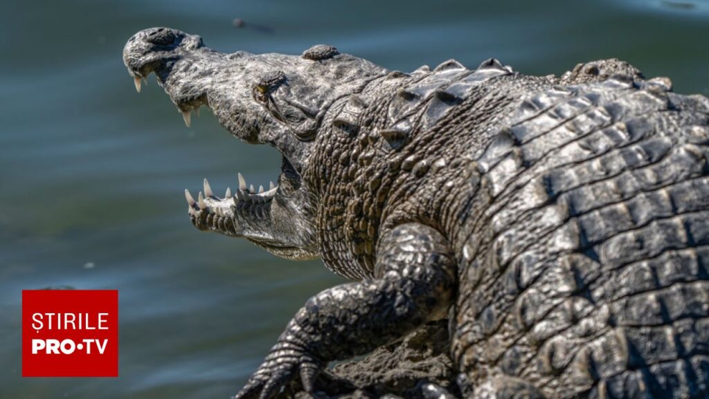 Un bărbat a observat un crocodil pe balconul unui vecin și a sunat la poliție. Ce descoperire șocantă au făcut în apartament