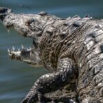 Un bărbat a observat un crocodil pe balconul unui vecin și a sunat la poliție. Ce descoperire șocantă au făcut în apartament
