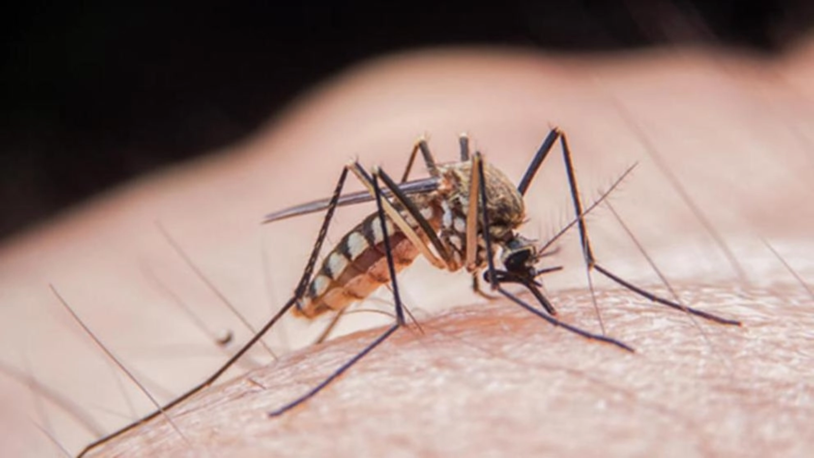 INSP: Două cazuri de West Nile și un deces înregistrate în luna iunie în România