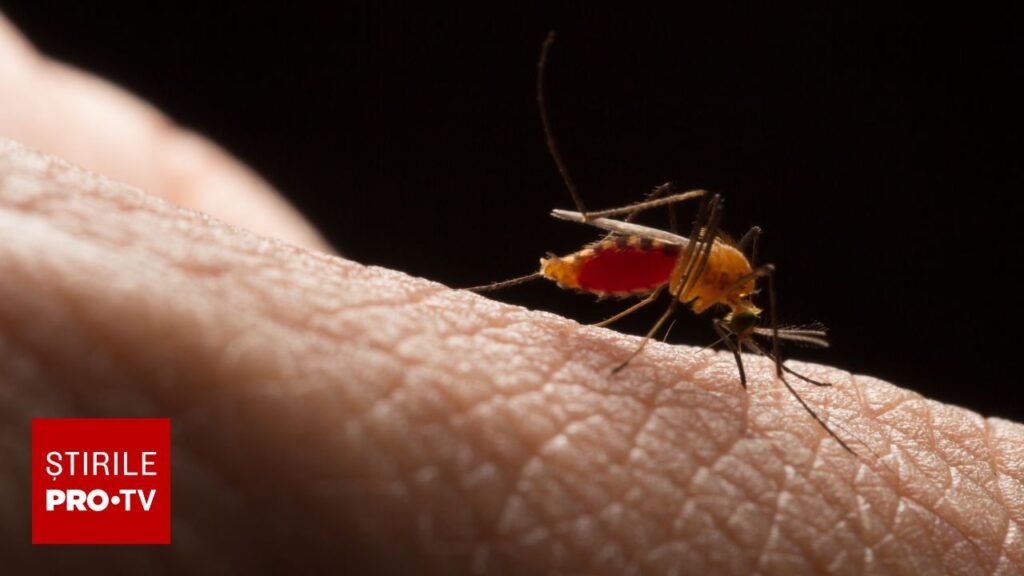 Primul deces cauzat de West Nile în 2026. Avertismentul INSP: „Temperaturile ridicate favorizează apariția acestei boli”