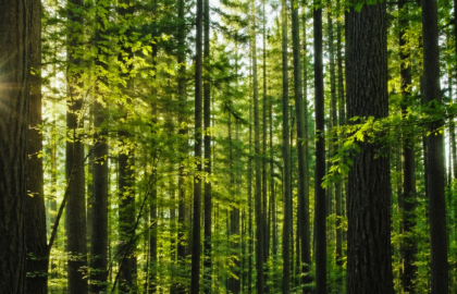Programul de reîmpădurire al Chinei fascinează pe toată lumea. Motivul pentru care arborii plantați cresc cu 66% mai repede decât cei din pădurile naturale