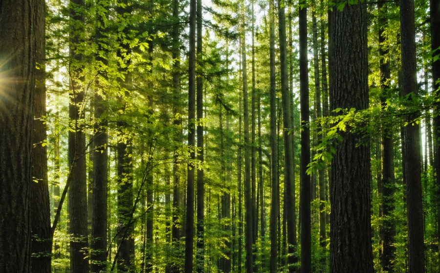 Programul de reîmpădurire al Chinei fascinează pe toată lumea. Motivul pentru care arborii plantați cresc cu 66% mai repede decât cei din pădurile naturale